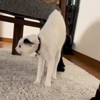 緊張で細くなる猫