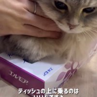 ティッシュ箱の中に手を突っ込んでいる猫