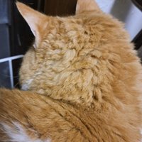 頭の毛がうねっている猫