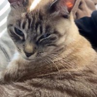 不機嫌な顔の猫