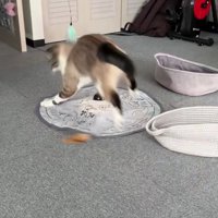 おもちゃで遊ぶ猫
