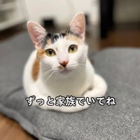 カメラ目線の猫