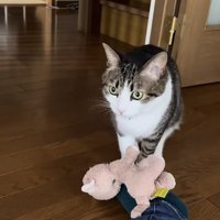 飼い主さんの足の上にぬいぐるみを置くキジ白猫