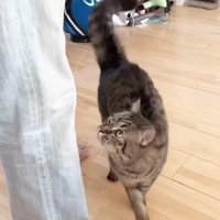 男性を見つめる猫