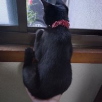 飼い主の手に乗っている黒猫