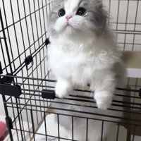 黄色い瞳とピンク色の鼻をした猫の顔