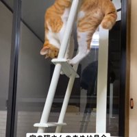 洗濯物みたいなポーズの猫