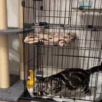 ケージ左側から手を出す猫