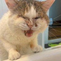 お風呂場にいる猫