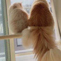 一緒に窓の外を見つめる2頭の猫