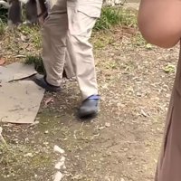 室内に避難する猫