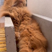 溝に座る猫