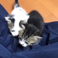 くっつくふたり