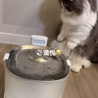 後ろ足で立ってフローリングを見つめる猫