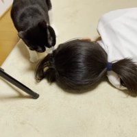 髪の毛をチェックするハチワレ猫