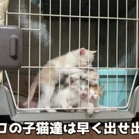 ケージの扉前で重なり合う4匹の子猫