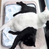 ＋状に重なっている2匹の猫