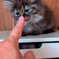 人の指に顔を近づける子猫