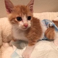 おむつを穿いた猫