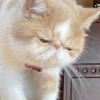 しょんぼりしている猫