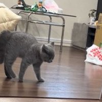 歩く子猫