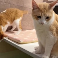 座り込む茶白猫（薄茶）と風呂を眺める茶白猫