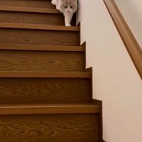 「一歩ずつ降りれる～」と書かれた写真