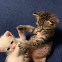 前足を伸ばしてじゃれ合う2匹