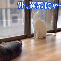 外、異常にゃーし！