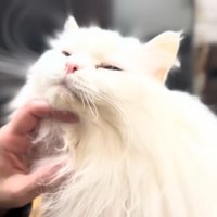 なでられるシロちゃん