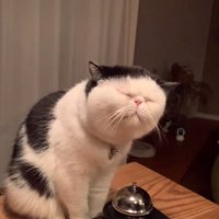 おやつを食べる猫