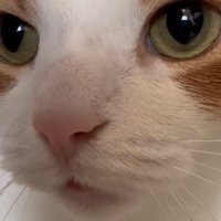 猫の顔