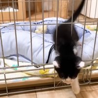 ケージから抜け出した子猫