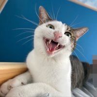抱えられている猫