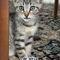 目を丸くして座る子猫