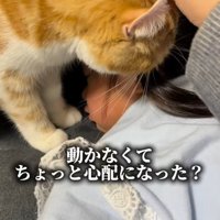 耳を飼い主に戻してもらう猫