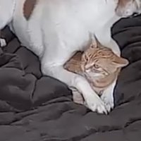 前足の中にいる猫
