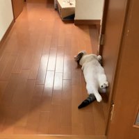 ドアにお腹を添わせて横たわる猫