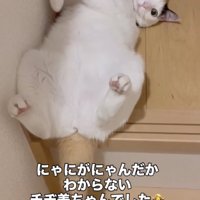 マイペースな猫