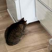 冷蔵庫の横で座り込む猫