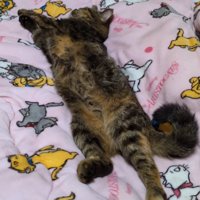 眠っている猫を眺める飼い主