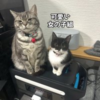 成猫と子猫