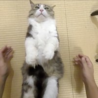 はなしても固まる