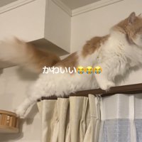 キャットタワーの方へ後ろ足を伸ばす猫