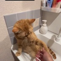 手を叩く猫