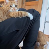 飼い主の膝に乗っている猫と足元にいる猫