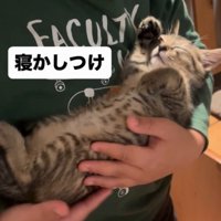 仰向けになって男の子に抱っこされている子猫
