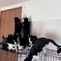 見る猫
