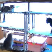 室内にいる猫たち