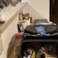 カウンターの上からランドセルの中を見つめる子猫（字幕なし）